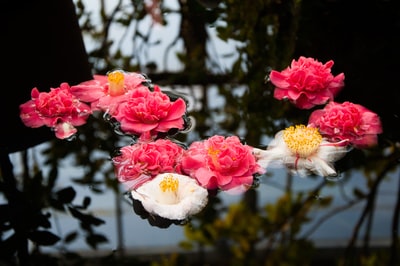 White and pink flowers floating in the water
